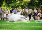 DSC01776 Lipizzaner im Burggarten Foto Pfluegl 160719